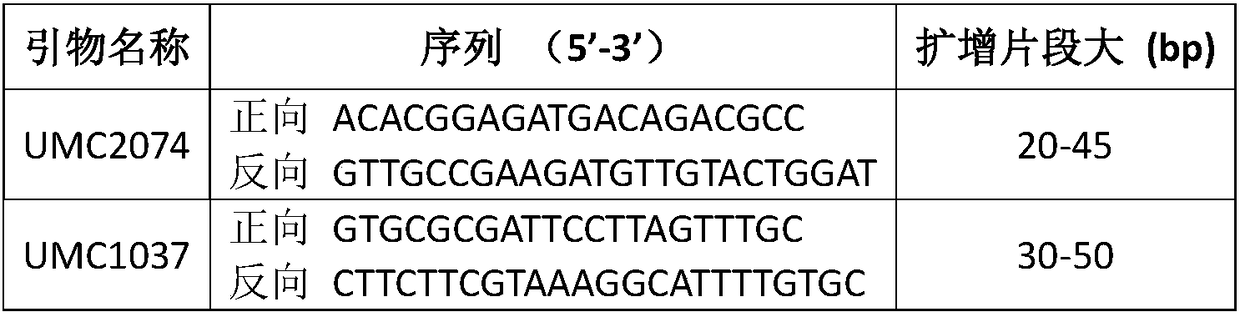 Group of SSR molecular markers for identifying corn varieties and application of molecular markers