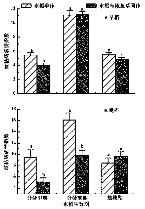 Method for controlling rice sheath blight and rice leaf folder by utilizing intercropping of rice and pontederia cordata