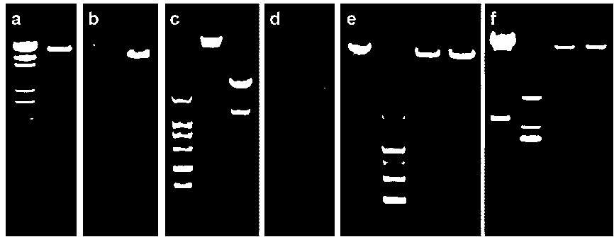 A kind of formaldehyde dehydrogenase gene ccfaldh and its application