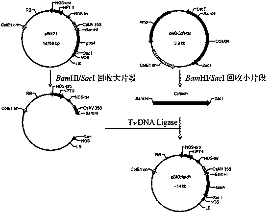 A kind of formaldehyde dehydrogenase gene ccfaldh and its application