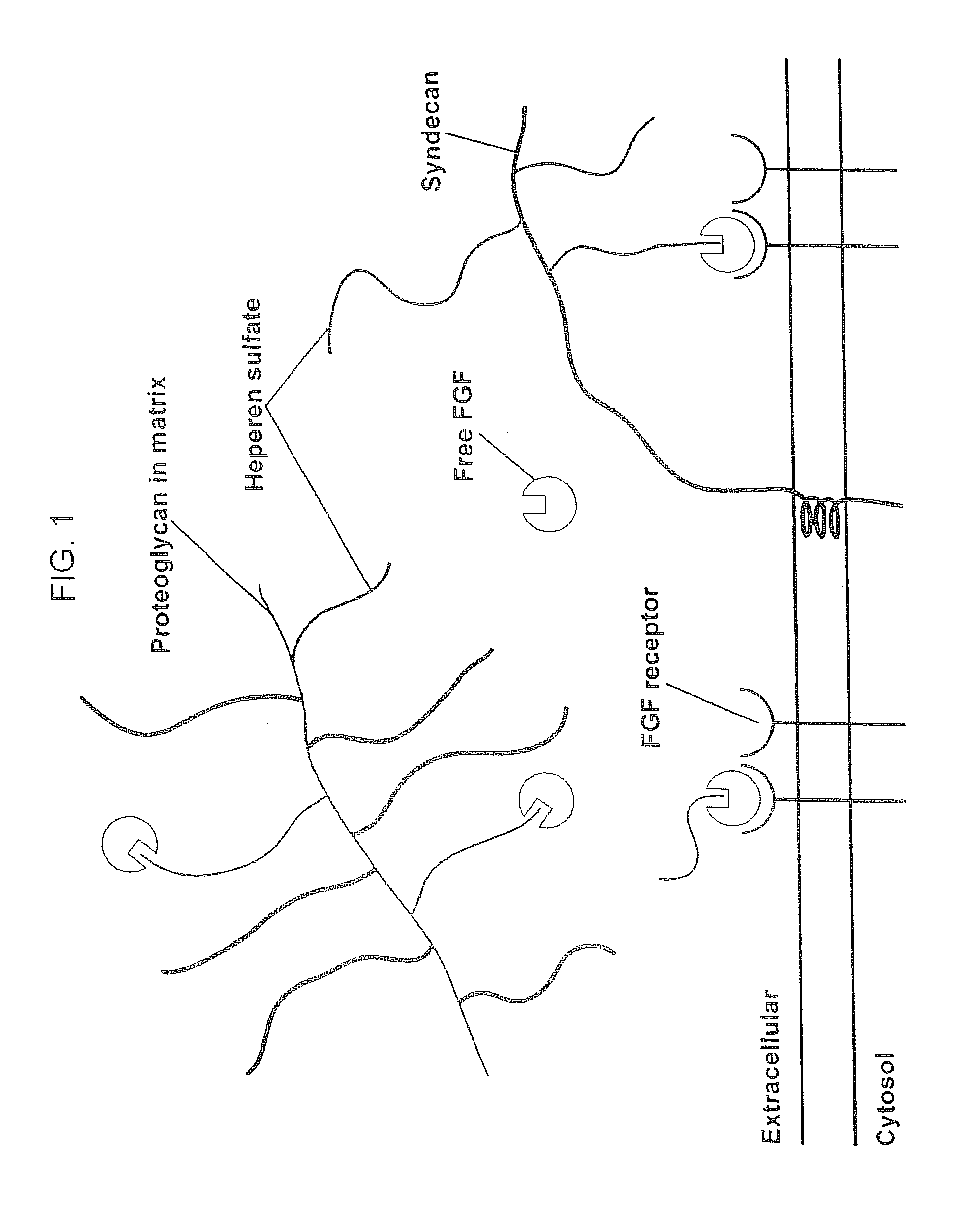 Compositions for Regenerating Defective or Absent Myocardium