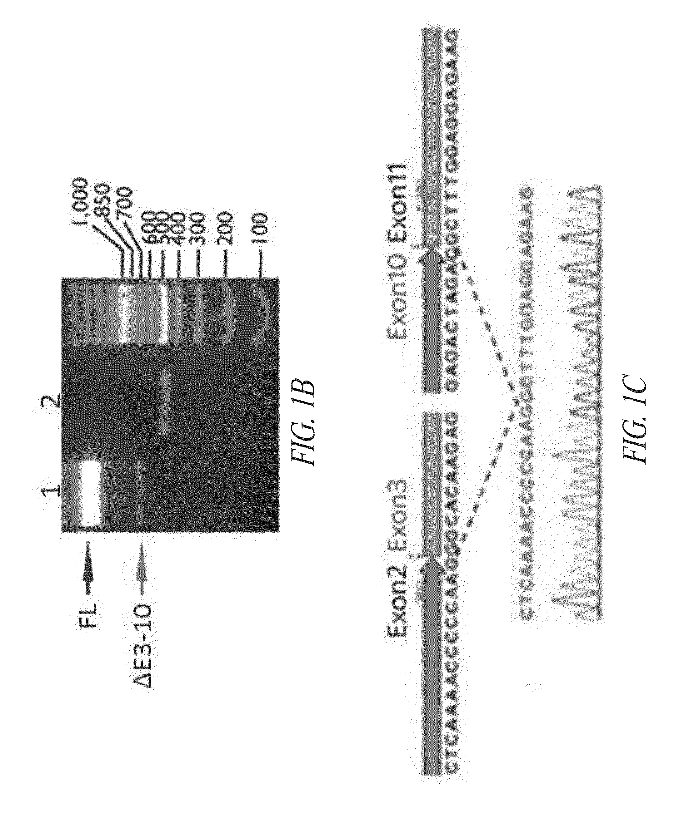 Structures of human histidyl-trna synthetase and methods of use