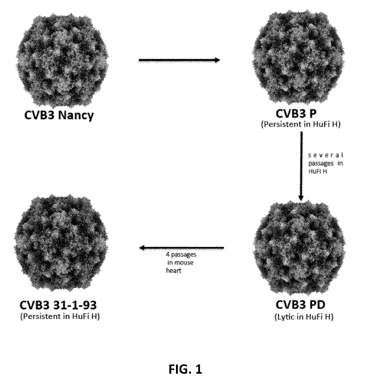 Method for Treating Cancer with a Coxsackievirus B3 (CVB3) Variant
