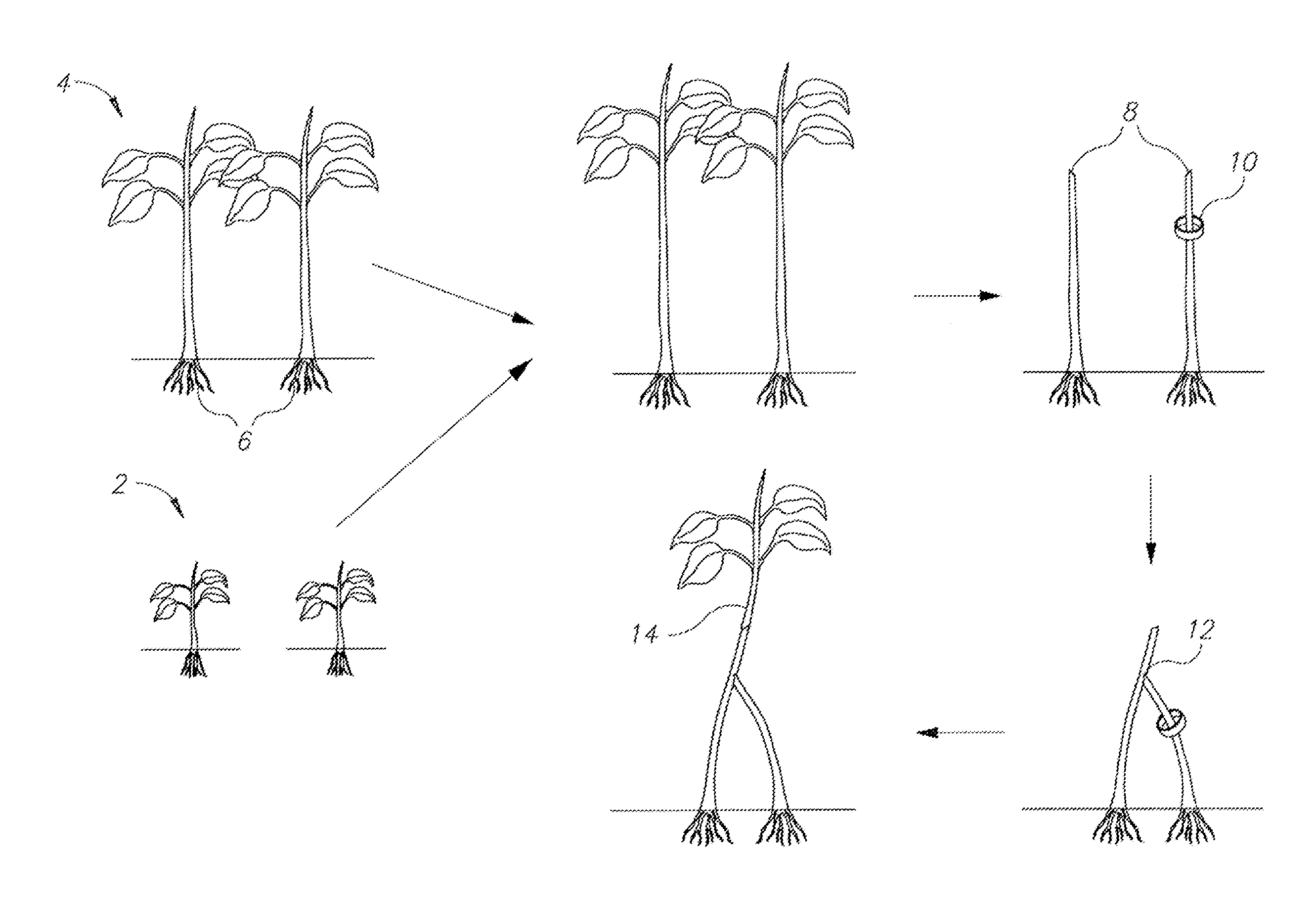Engrafted plants having at least one rootstock with predetermined growth control period