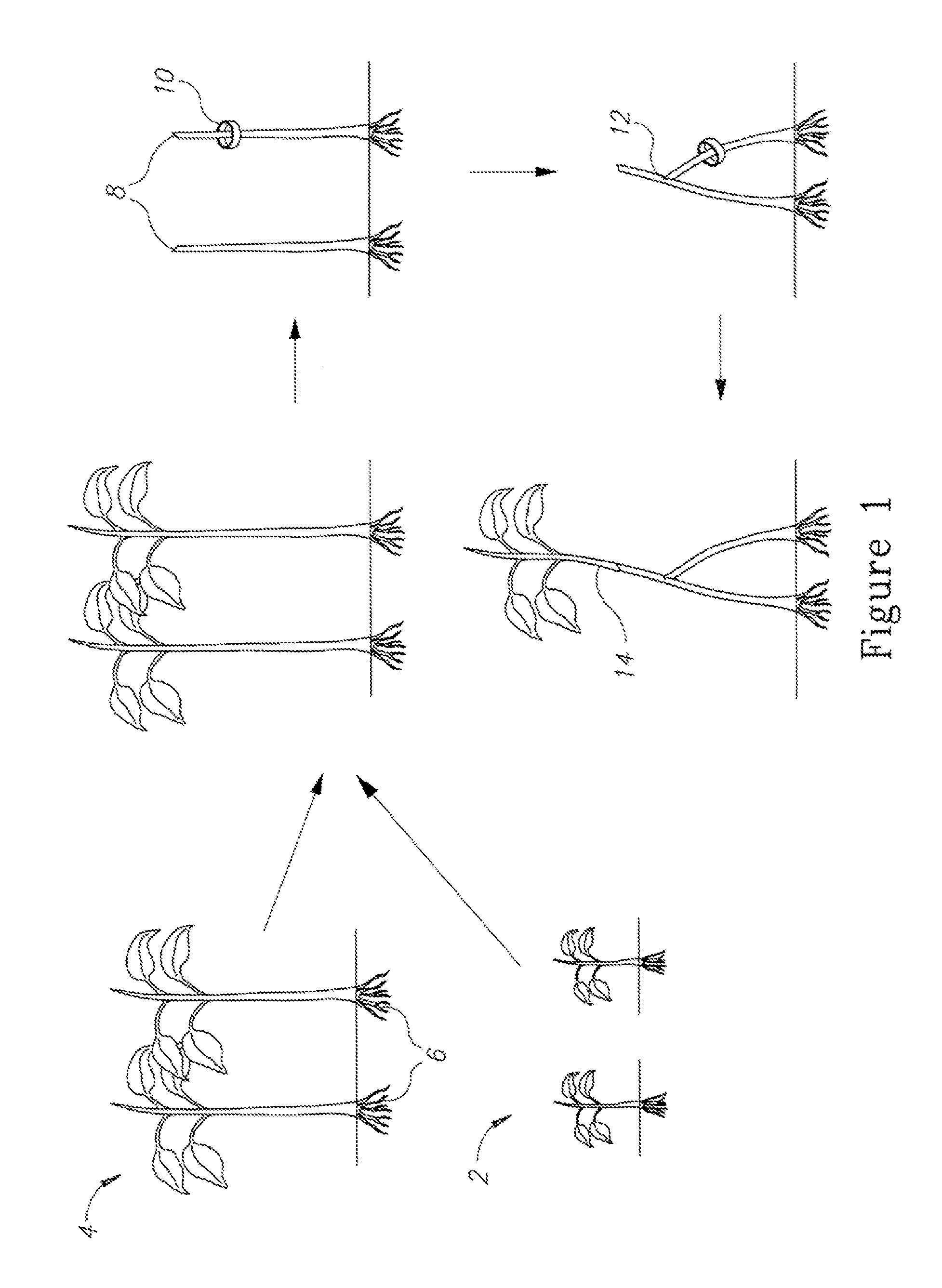 Engrafted plants having at least one rootstock with predetermined growth control period