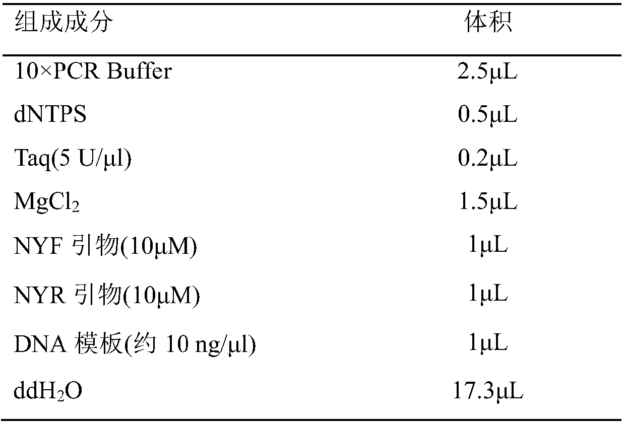 Molecular specific primer and method for identifying catfish