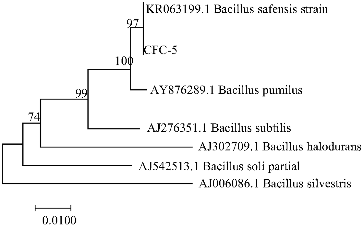 Bacillus pumilus strain and application thereof