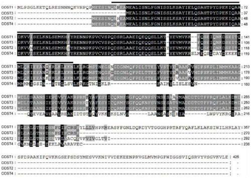 Method for improving plant drought resistance by inhibiting expression of COST1 genes