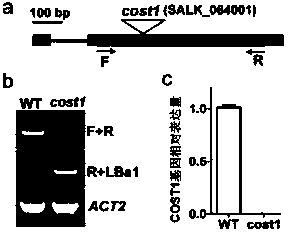 Method for improving plant drought resistance by inhibiting expression of COST1 genes