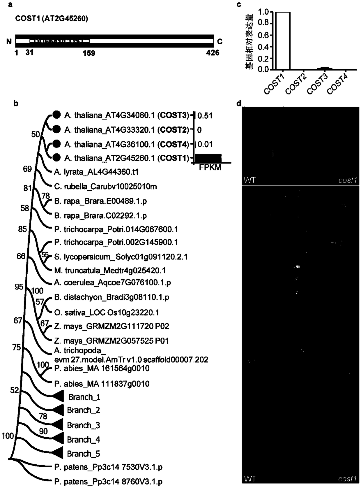 Method for improving plant drought resistance by inhibiting expression of COST1 genes