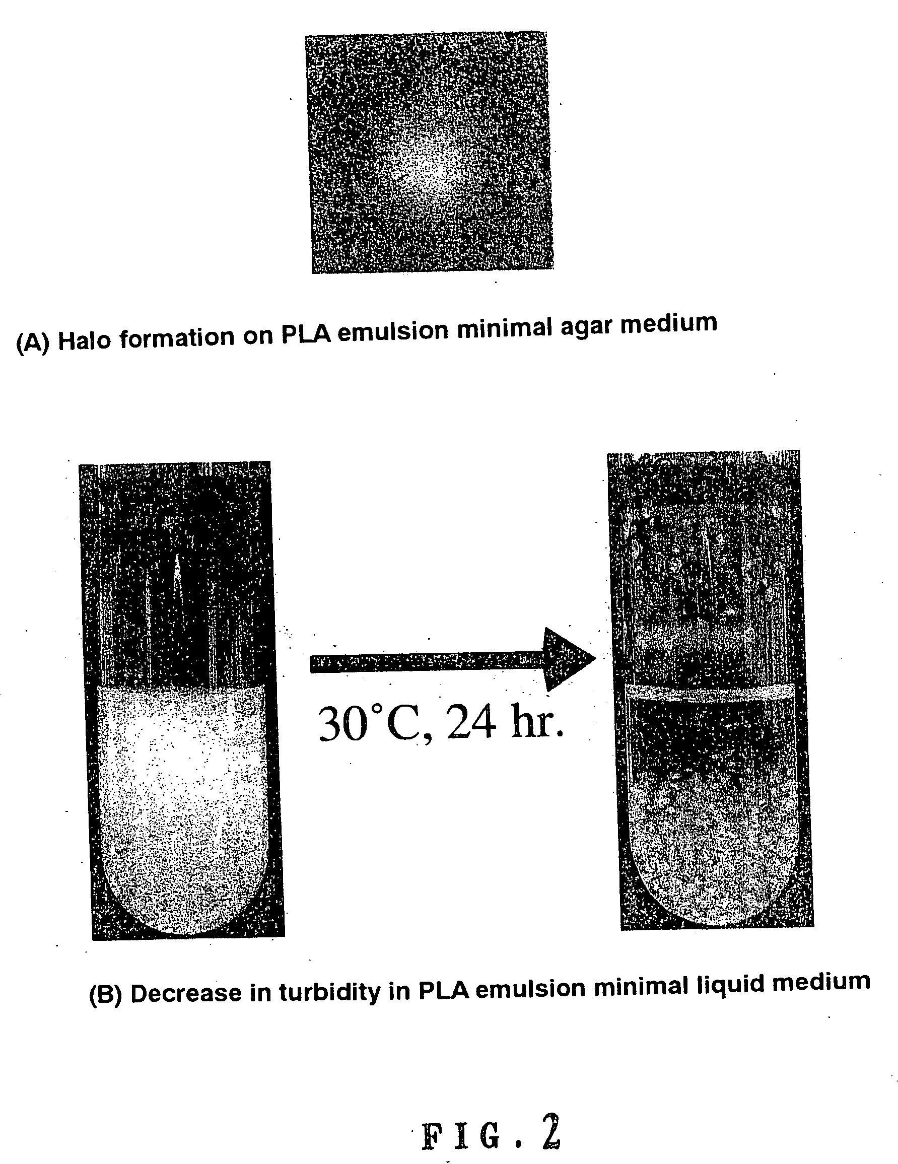 Method of degrading plastic and process for producing useful substance using the same