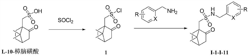 Preparation method and application of camphor sulfonyl benzylamine compound