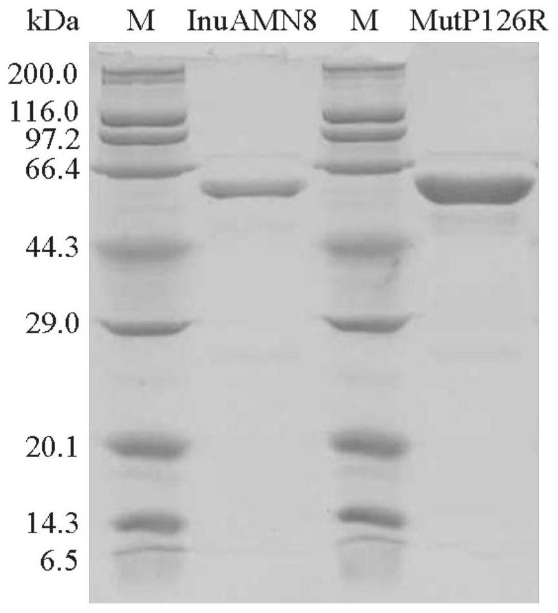 Low-temperature excision inulase mutant MutP126R stable at medium temperature