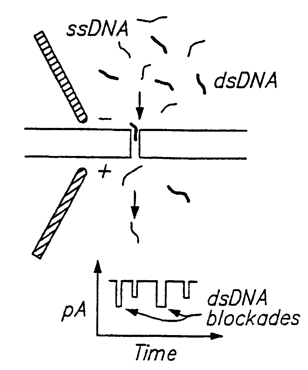 Methods of determining the presence of double stranded nucleic acids in a sample