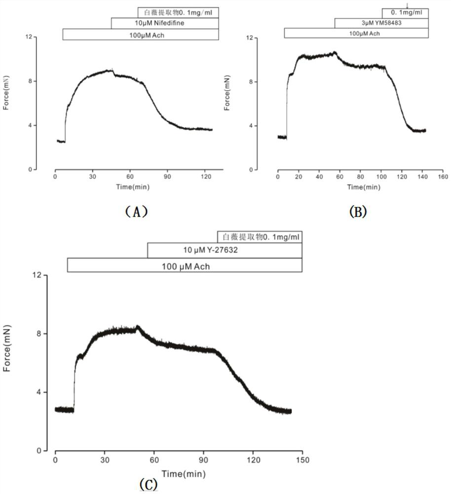 Application of Baiwei extract in preparation of medicine for relaxing airway smooth muscle