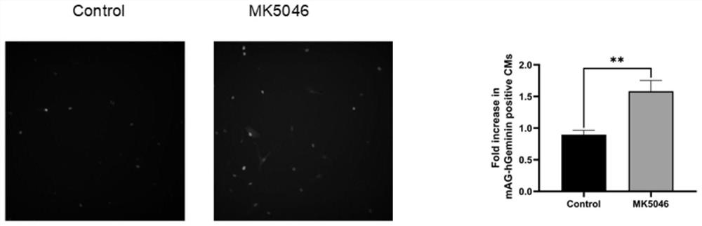 New medicinal application of MK-5046