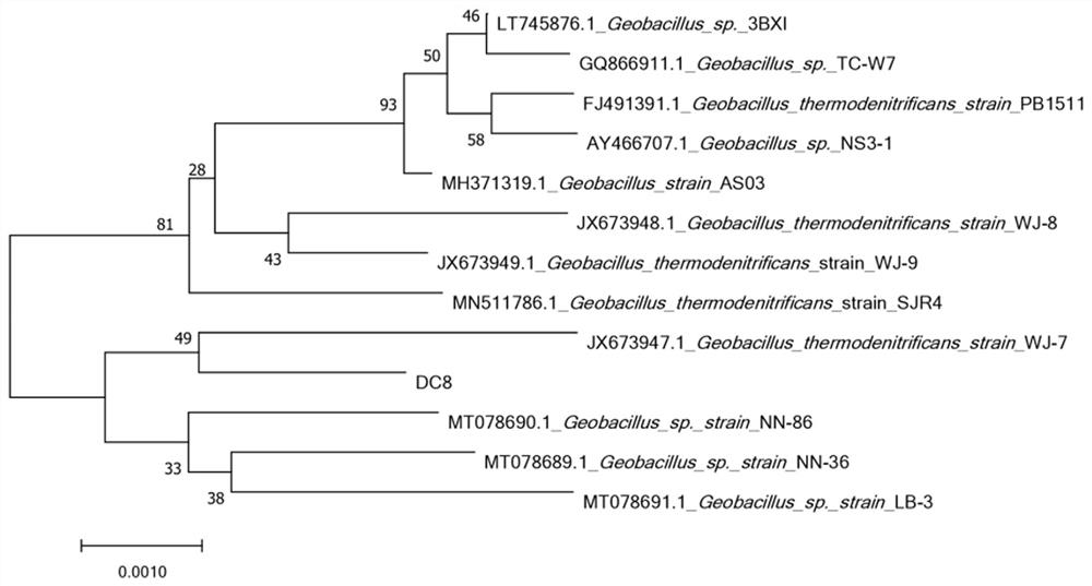Geobacillus thermodenitrificans DC8 strain and application thereof