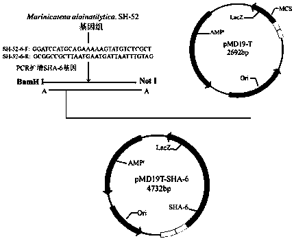 Alginate lyase SHA-6 gene and application thereof
