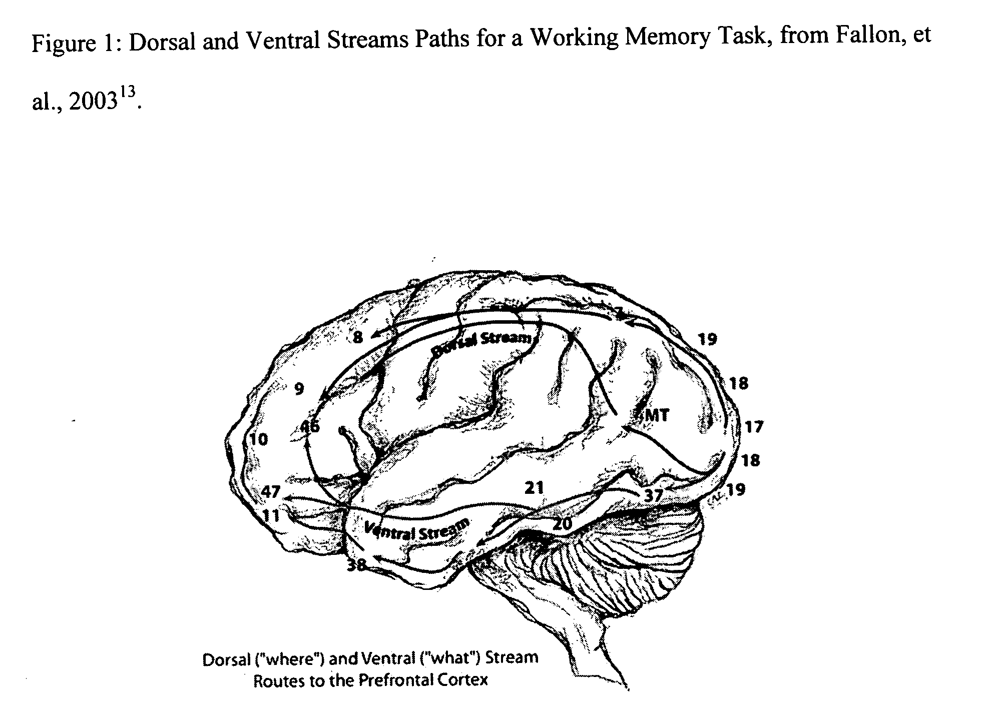 Method for diagnosing, detecting, and monitoring brain function including neurological disease and disorders