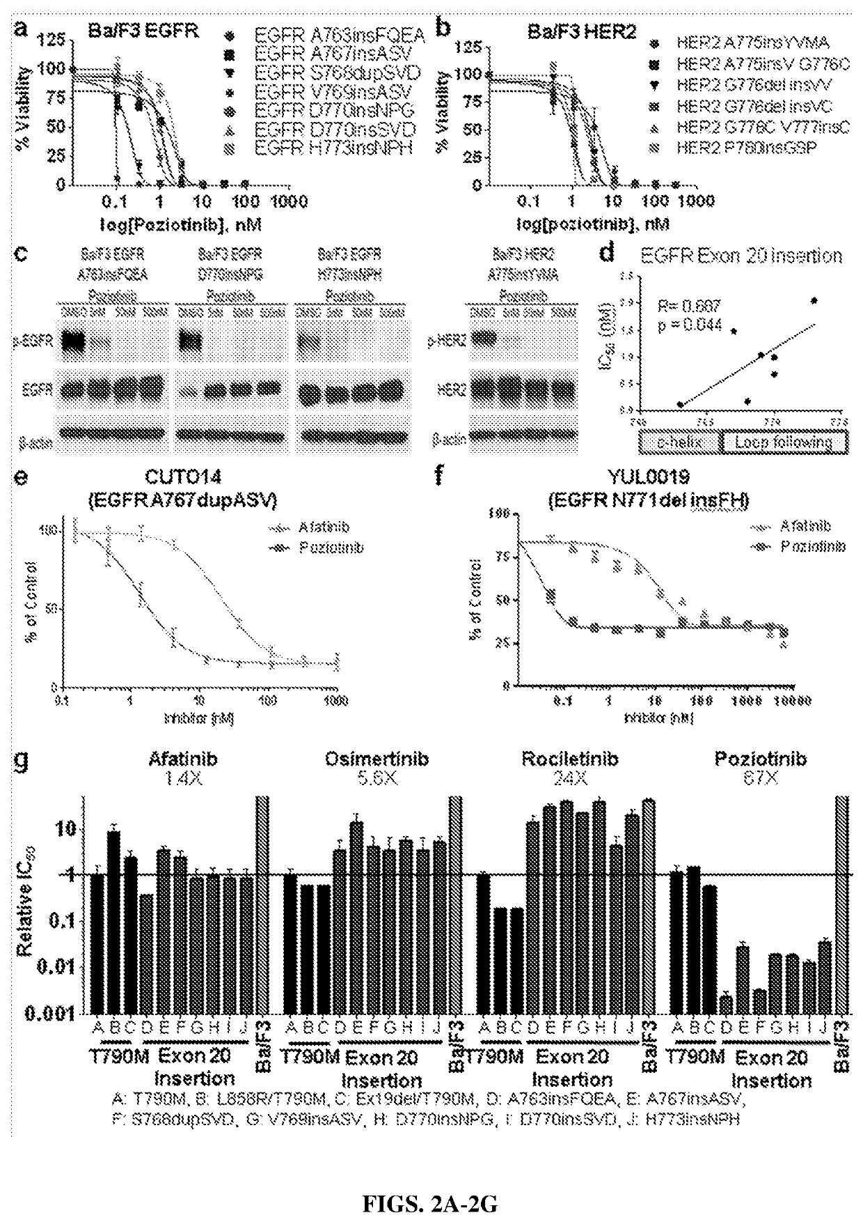 Compounds with Anti-tumor activity against cancer cells bearing EGFR or her2 exon 20 mutations