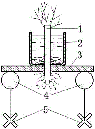 Device for growing plant on water