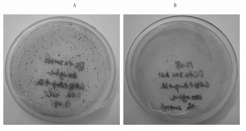 High-yielding lutein transgenic chlorella and preparation thereof