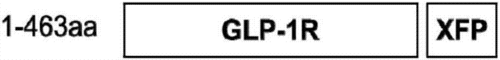 Cell line for scanning peptide and non-peptide GLP-1 (Glucagon-likepeptide-1) analogues as well as preparation method and application thereof