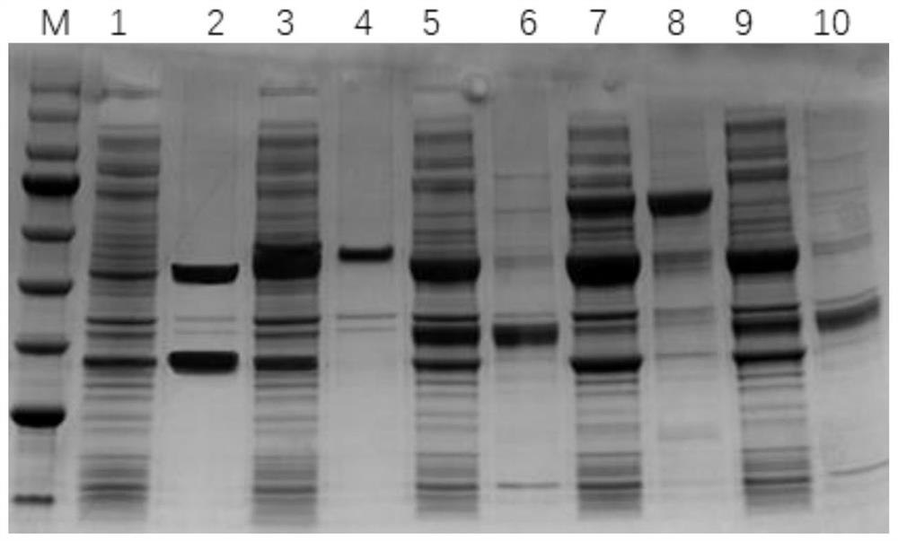 Coenzyme self-sufficient Escherichia coli as well as construction method and application thereof