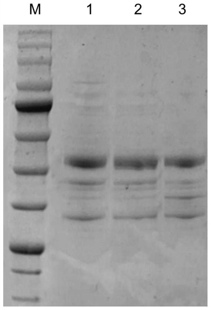 Coenzyme self-sufficient Escherichia coli as well as construction method and application thereof