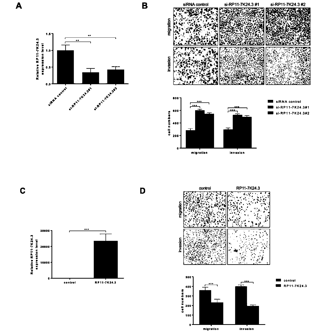 Long non-coding RNA (ribonucleic acid) and application thereof in diagnosing/treating cervical cancer