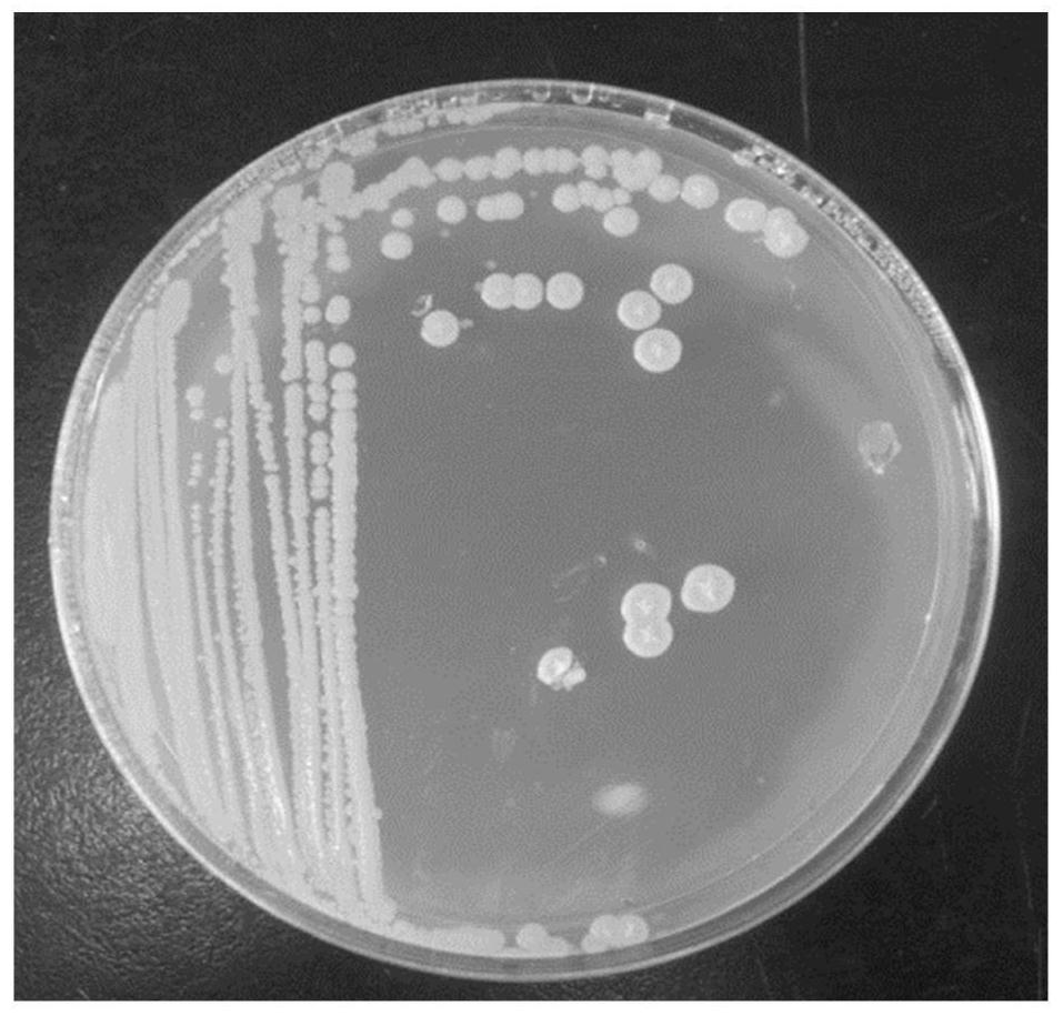 Preparation method and application of Brevibacterium cold-resistant zl-2 and its composting low-temperature starter bacterial agent