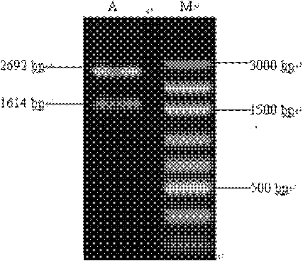 Cow fetus fibroblast cell containing Iprl macrophage metamerism expression vector