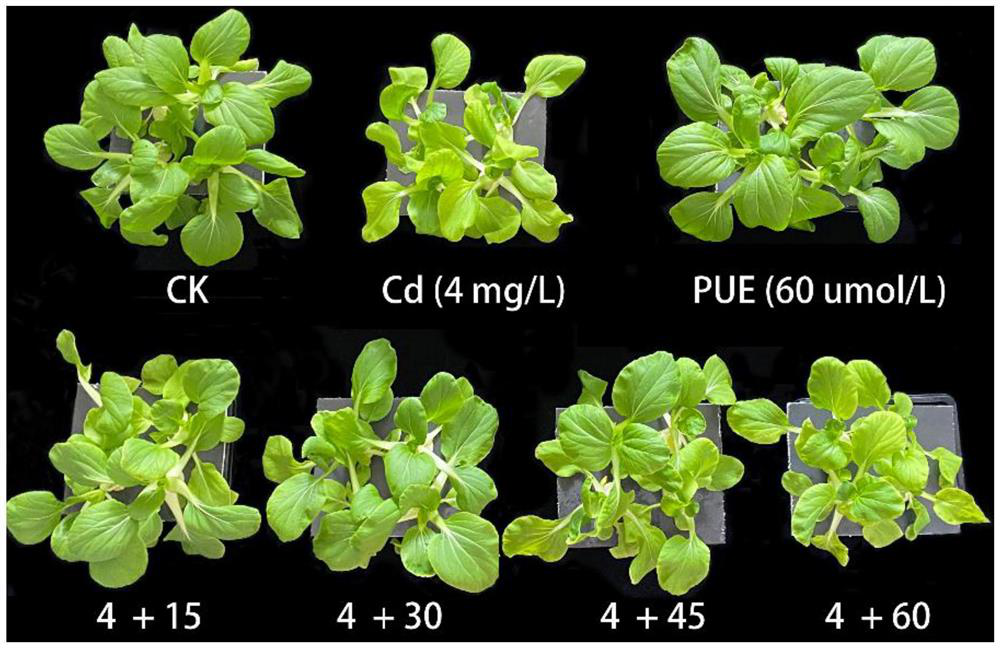 Application of puerarin in relieving plant cadmium stress and/or improving plant yield