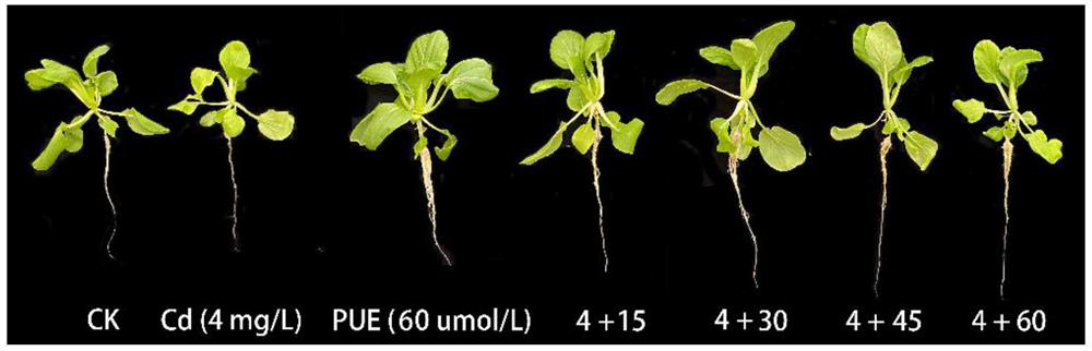 Application of puerarin in relieving plant cadmium stress and/or improving plant yield