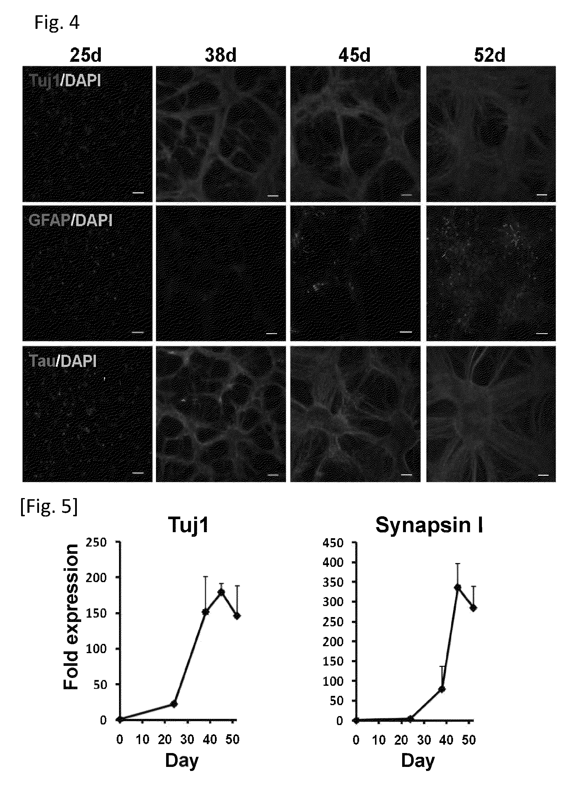 Method for diagnosing a protein misfolding disease using nerve cells derived from iPS cells