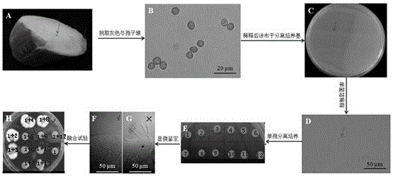 Ustilago esculenta haploid strain UEMT2 and use thereof