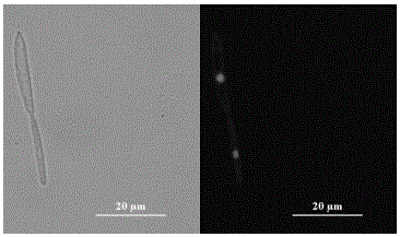 Ustilago esculenta haploid strain UEMT2 and use thereof