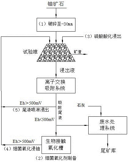 Carbonate-siliceous-pelitic-type uranium ore bacterium uranium leaching method