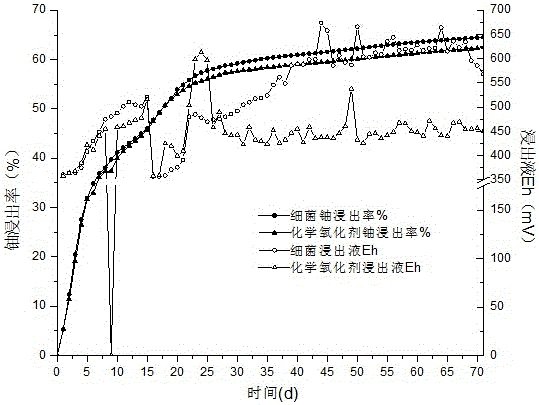 Carbonate-siliceous-pelitic-type uranium ore bacterium uranium leaching method