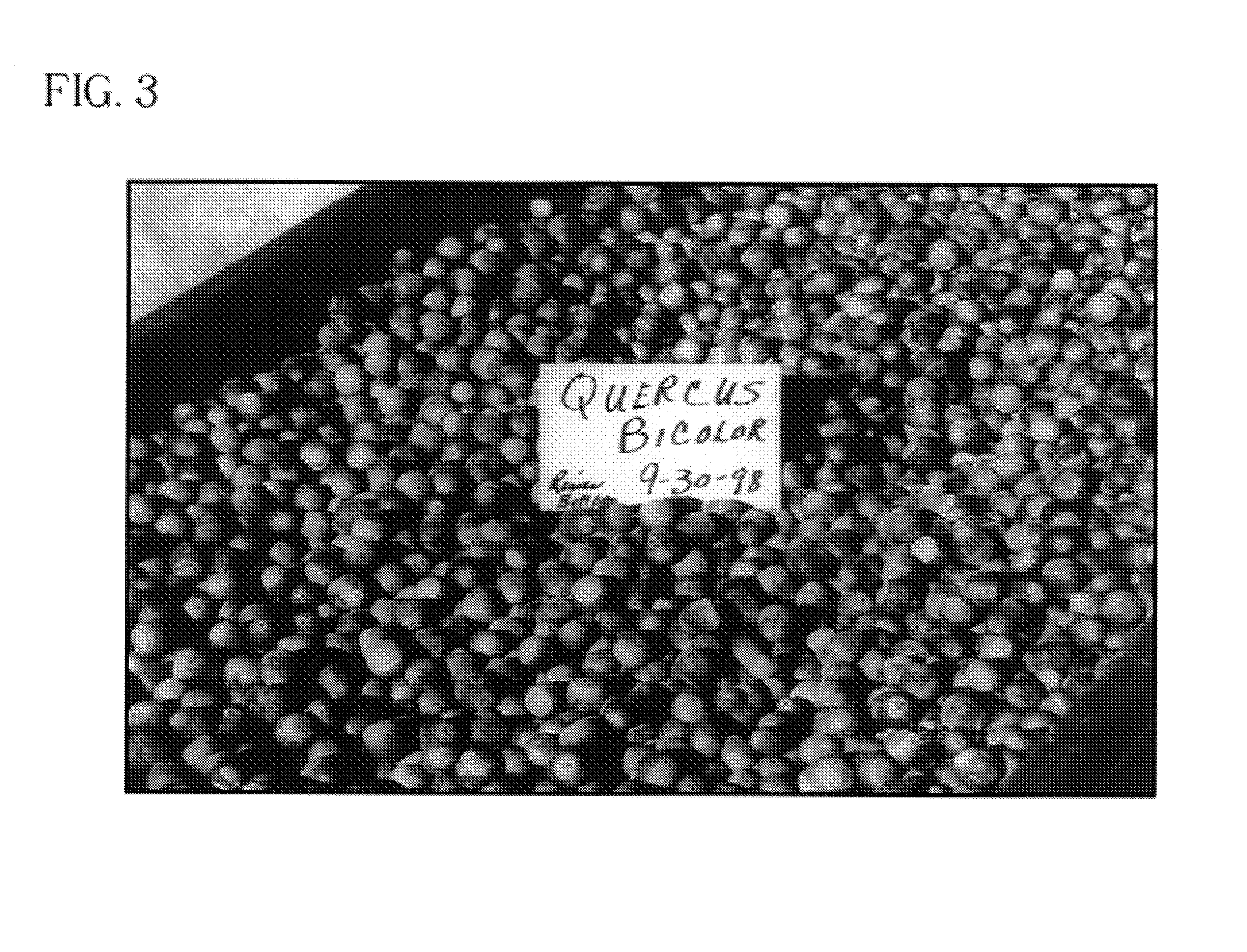 Method of accelerating the growth and development of trees via enhanced root development