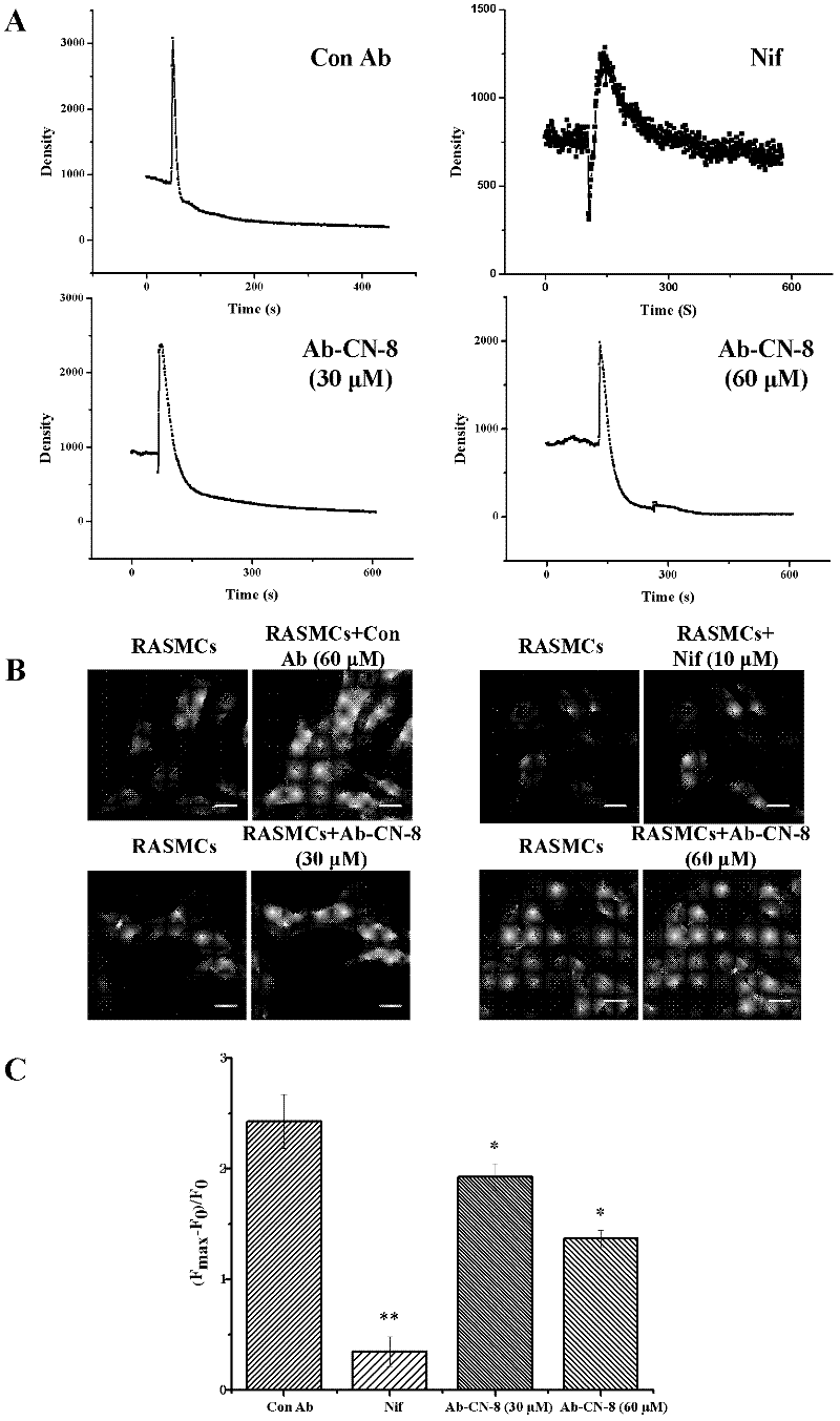 Vascular smooth muscle L type calcium ion channel immunogenic peptide and application thereof