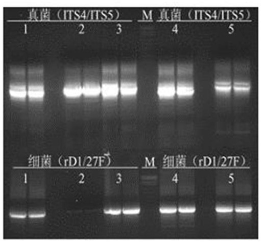 Primers for identifying pathogenic microorgansims of apple tree branch and trunk rot and disease degree grading method