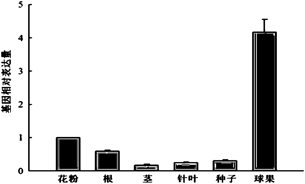 A transcription factor PwNAC2 related to plant stress tolerance, a coding gene thereof and applications of the transcription factor