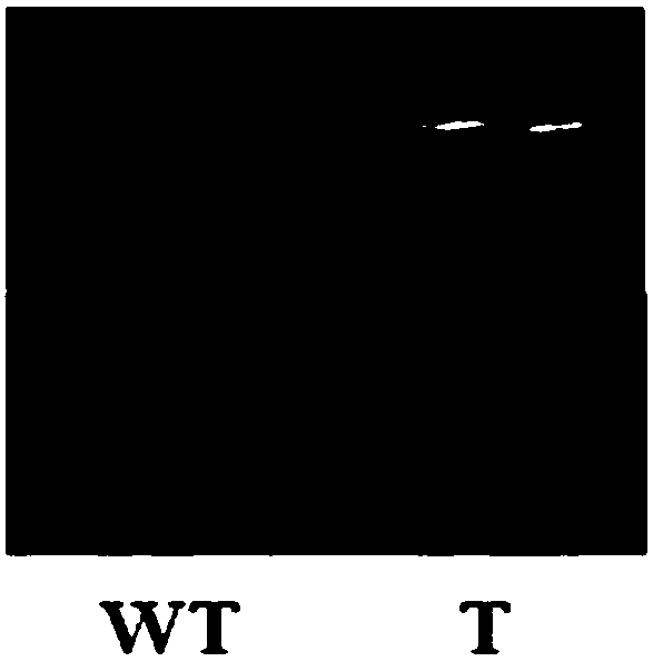 A transcription factor PwNAC2 related to plant stress tolerance, a coding gene thereof and applications of the transcription factor