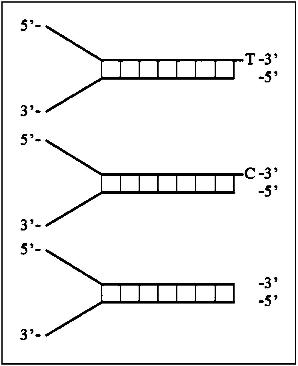 High-efficiency method for ligating DNA (Deoxyribonucleic Acid) with adapters