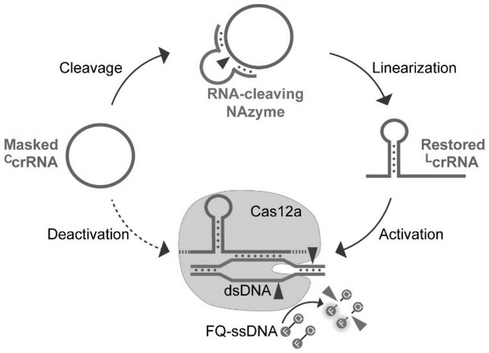 Cas12a-CcrRNA system based on regulation and control of nuclease and circular guide RNA and application of Cas12a-CcrRNA system