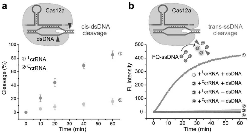 Cas12a-CcrRNA system based on regulation and control of nuclease and circular guide RNA and application of Cas12a-CcrRNA system