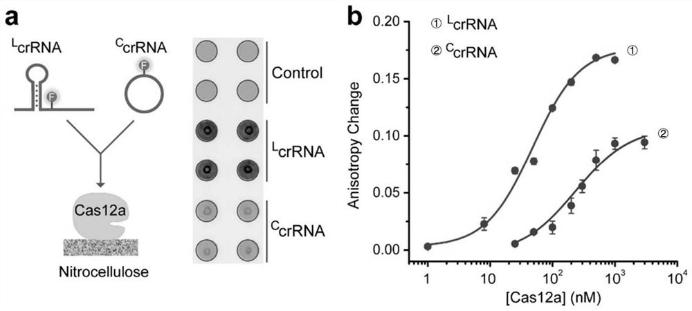 Cas12a-CcrRNA system based on regulation and control of nuclease and circular guide RNA and application of Cas12a-CcrRNA system