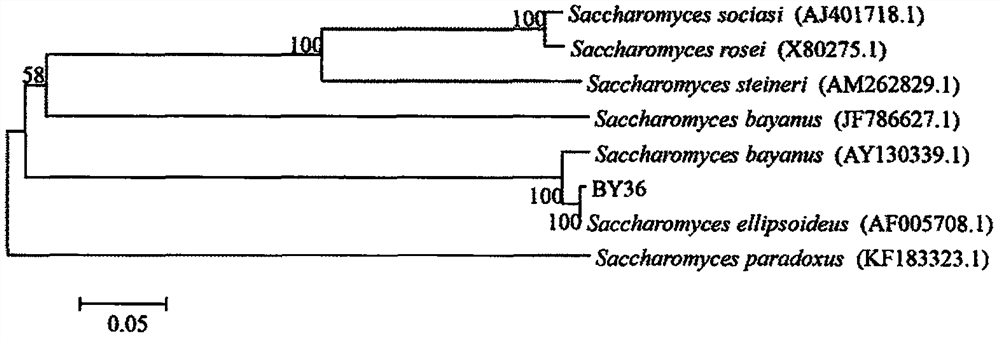 A Saccharomyces cerevisiae strain used for postharvest disease control of fruit and its application