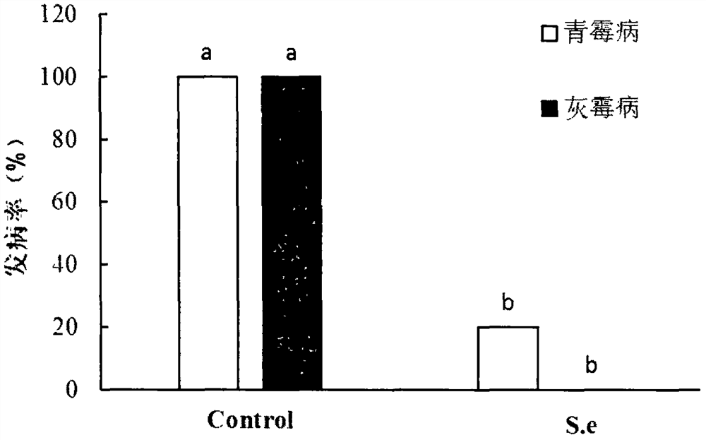 A Saccharomyces cerevisiae strain used for postharvest disease control of fruit and its application